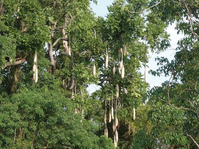 Sausage Tree